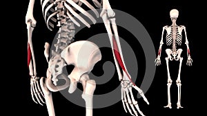 Abductor pollicis longus - real color - 3D model