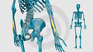 Abductor pollicis longus On A White Background - 3D model