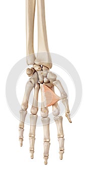 The abductor pollicis