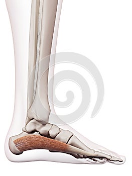 The abductus hallucis