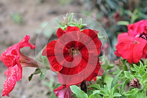 A  Abeautiful petunia Red Flowers