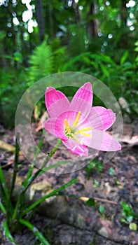 ABeautiful pink flower in Assam, India.