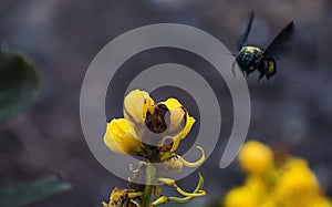 Abeja abejorro Flor amarillo photo