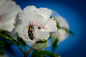 abeja dentro de la flor photo