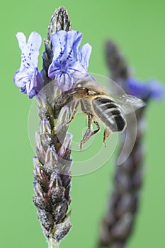 Abeja en vuelo libando una flor de lavanda photo