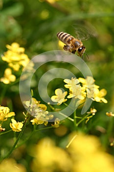 Abeja maya