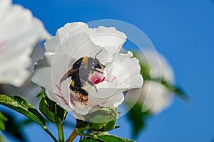 abeja recolectando polen photo