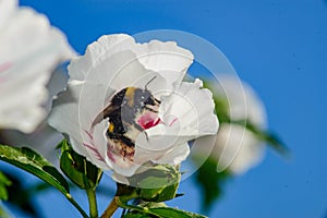 abeja recolectando polen