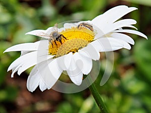 Abelhas buscando seu alimento em uma flor photo