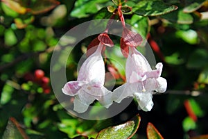 Abelia floribunda