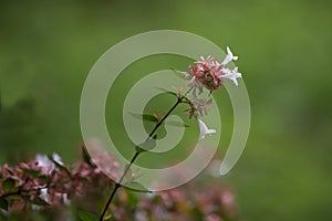 Abelia grandiflora in Batumi botanical garden also known as glossy abelia