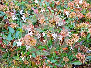 Abelia: a species of Zabelia, its botanical name is Zabelia biflora. photo