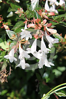 Abelia x grandiflora photo