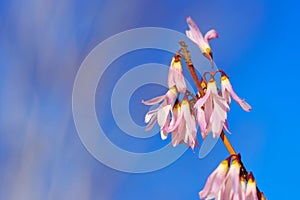 Abeliophyllum distichum is blooming in spring