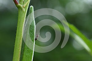 ???????????????????????? ???????????????????????????? ???????????? on Abelmoschus esculentus