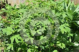 Abelmoschus esculentus L. Moench. with its fruits in the garden photo