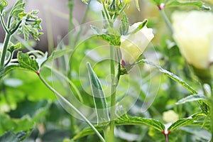 Abelmoschus esculentus, okra, lady finger