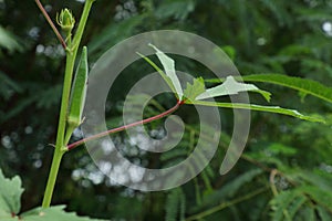 ???????????????????????? ???????????????????????????? ???????????? on Abelmoschus esculentus