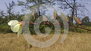 Abelmoschus moschatus flower and Seeds  In India- Maharshtra