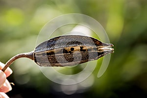 Abelmosk fruit on nature background