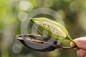 Abelmosk fruit on nature background