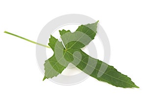 Abelmosk green leaf isolated on white background