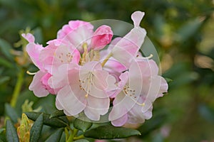 Aberconwayi hybrid Rhododendron Streatley, pinkish flowers