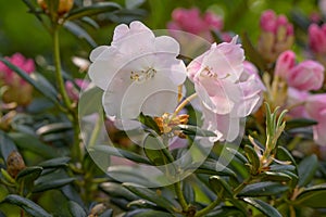 Aberconwayi hybrid Rhododendron Streatley, pink flowers