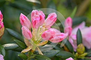 Aberconwayi hybrid Rhododendron Streatley, violet-pink buds