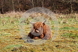 Aberdeen Angus Cow lying down in a field