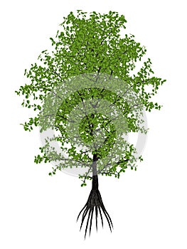 Aberia caffra, the Umkokola, Kei, Kai or Kau apple tree, Dovyalis caffra - 3D render