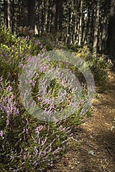 Abernethy Forest nature in the Cairngorms National Park.