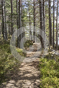 Abernethy Forest path in Scotland.