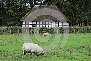 Abernodwydd Farmhouse - St Fagan`s Museum, Wales