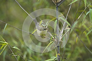 Aberrant Bush Warbler