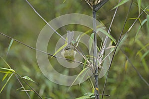 Aberrant Bush Warbler posing on bamboo