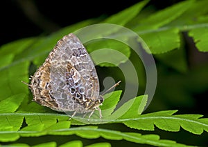 Aberrant Oakblue, Arhopala abseus, butterfly, Garo hills, Meghalaya, India