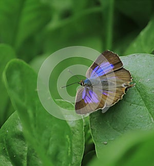 Aberrant oakblue or aberrant bushblue butterfly on a green leaf in summertime photo