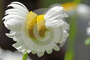 Aberrant oxeye daisy