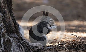 Abert\'s Squirrel with unique tufted ears