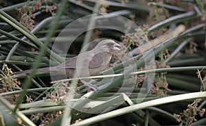 Aberts Towhee bird, Sweetwater Wetlands, Tucson Arizona desert