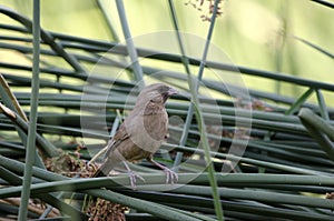 Abert`s Towee bird perched on cattail, Sweetwater Wetlands in Tucson Arizona USA