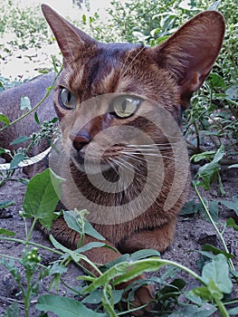 Abyssin cat