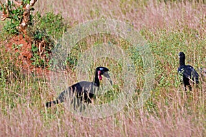 Abessyninian ground hornbills, Murchison Falls National Park, Uganda