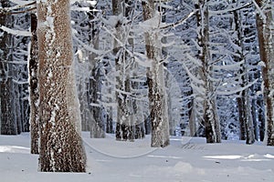 Abetaia emilia romagna