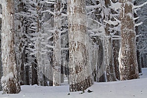 Abetaia emilia romagna photo