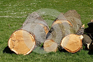 AbgesÃƒÂ¤gte BaumstÃƒÂ¤mme auf einer Wiese liegend, Deutschland