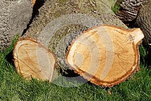 AbgesÃƒÂ¤gte BaumstÃƒÂ¤mme auf einer Wiese liegend, Deutschland