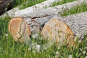 AbgesÃƒÂ¤gte BaumstÃƒÂ¤mme auf einer Wiese liegend, Deutschland