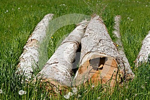 AbgesÃƒÂ¤gte BaumstÃƒÂ¤mme auf einer Wiese liegend, Deutschland